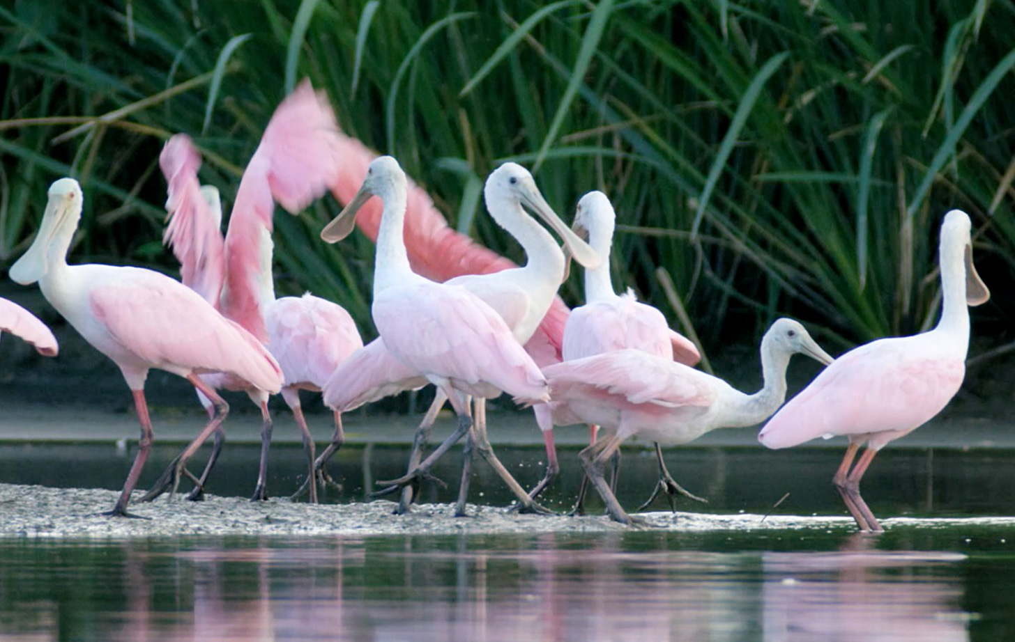 Coastal Birds